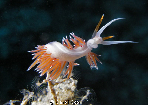 Are you looking at me?  (Aeolidacea, nudibranch, hydroid) by Carol Cox 